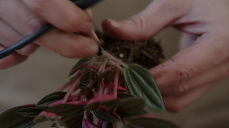 A young female botanist prepares the plants to be planted in a glass terrarium with a tiny forest live ecosystem - tight close-up