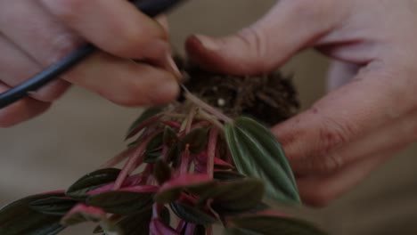 una joven botánica prepara las plantas para ser plantadas en un terrario de vidrio con un pequeño ecosistema vivo de bosque - cierre apretado