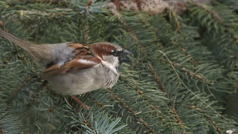 fluffy house sparrow in spruce tree vibrates wings, chirps repeatedly