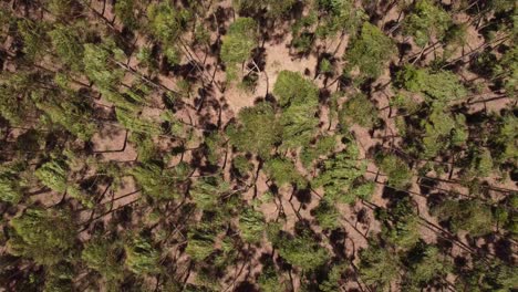 Stunning-Overhead-Shot-Of-Green-Trees-Waving-In-Wind-Side-By-Side