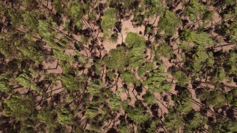 stunning overhead shot of green trees waving in wind side by side