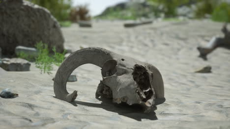 un cráneo de carnero en el desierto