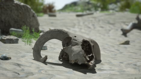 a ram skull in the desert