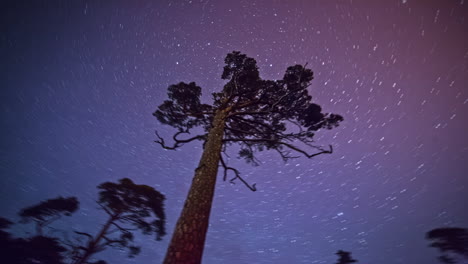 lapso de tiempo de 4 k de árbol y estrella en fondo de tono de cielo púrpura