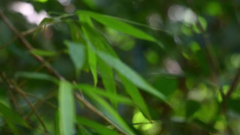 bamboo leaves bokeh in the rainforest of kaeng krachan national park, unesco world heritage, in thailand