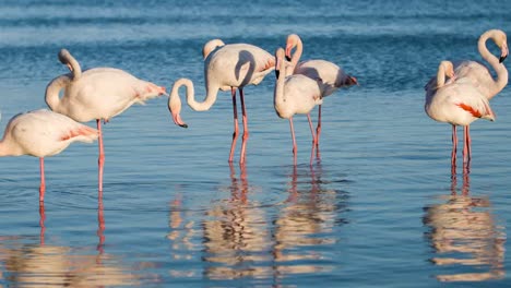 Flamingo-China-4K-06