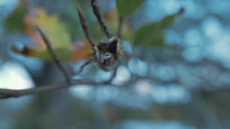 la cáscara de la semilla del árbol de haya se abre después de que las semillas cayeron al suelo