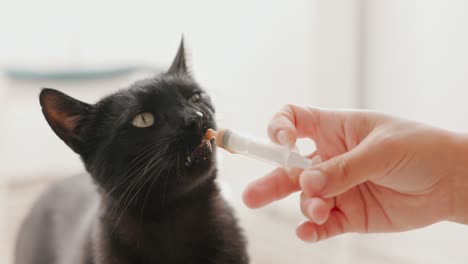 feeding a black cat from the syringe - close up shot