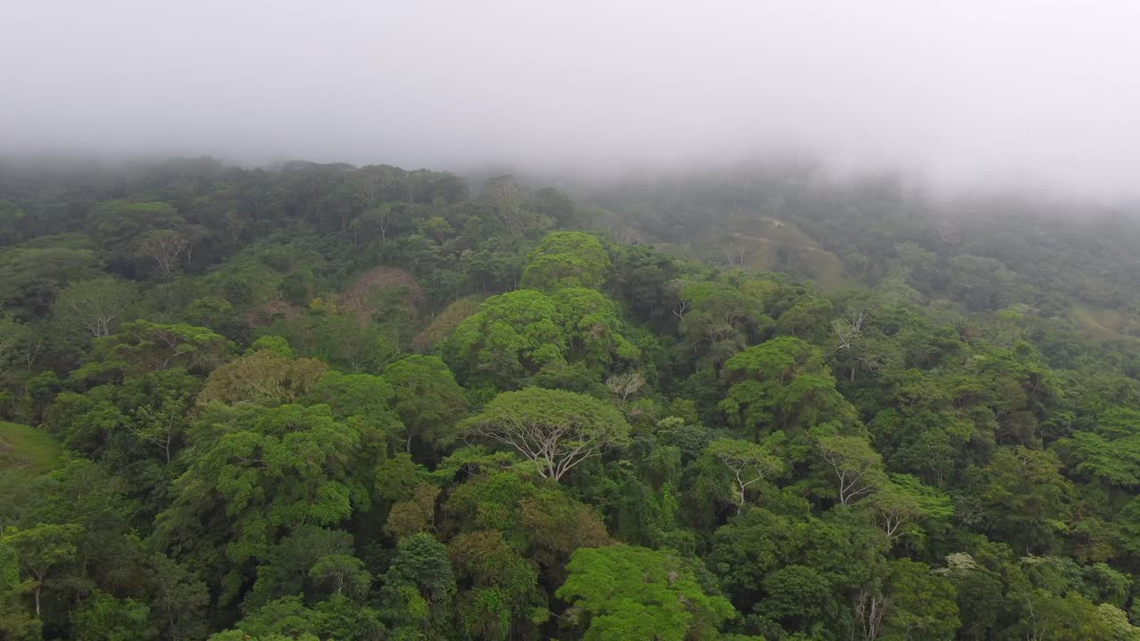 Gliding above treetops by drone in a colombian cloud forest
