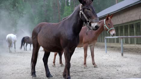 active horses and mules in stables