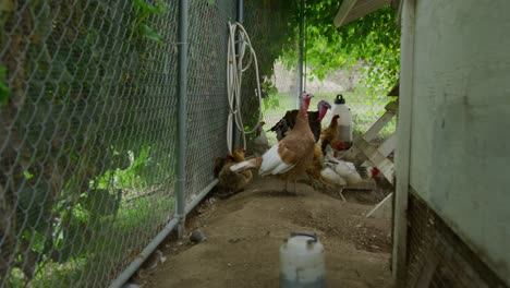 turkey, leghorn, rhode island, orpington, faverolle chickens huddling together in a chicken coup walking around looking for seeds to snack on in a narrow section of the coup