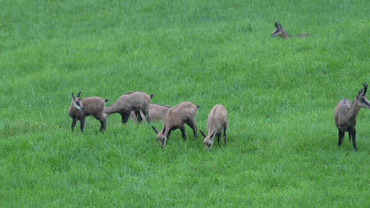 스위스 글라루스주, 푸른 알프스 초원에서 평화롭게 풀을 뜯는 야생 샤무아 무리