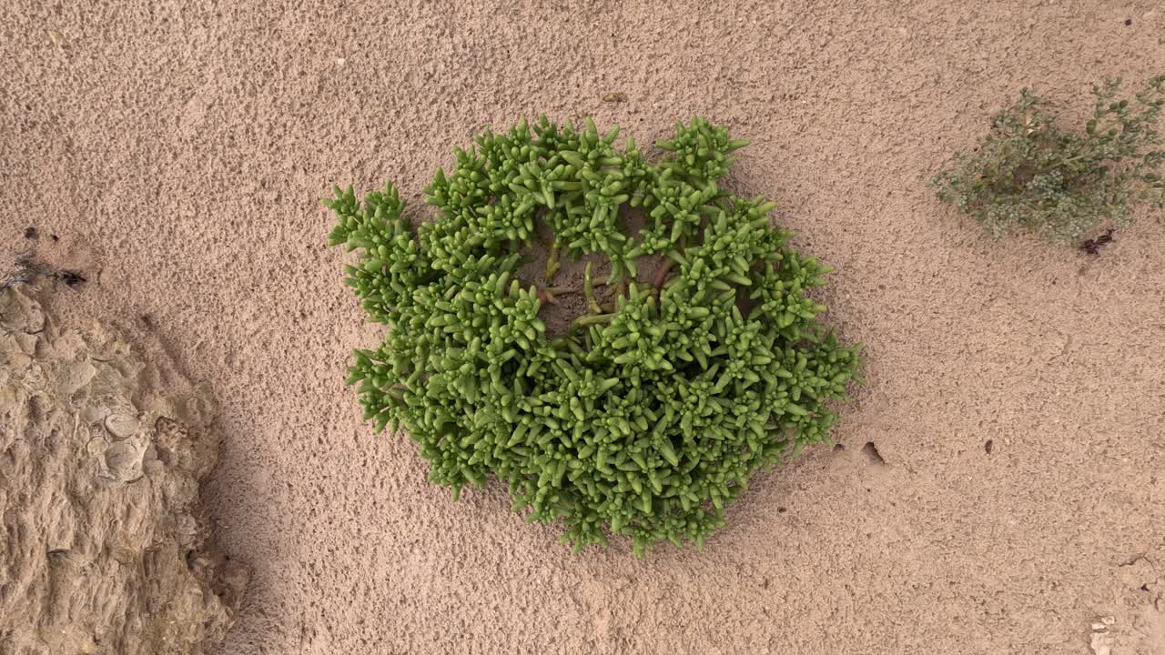 planta mesembryanthemum también conocida como planta de hielo de hoja delgada, mesembryanthemum nodiflorum anual, utilizada como planta ornamental de cobertura del suelo, puede crecer en climas mediterráneos, desérticos, subtropicales o tropicales