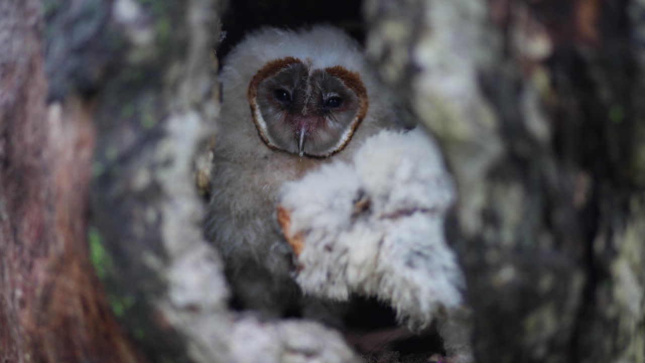 나무 구에 있는 새끼 부이