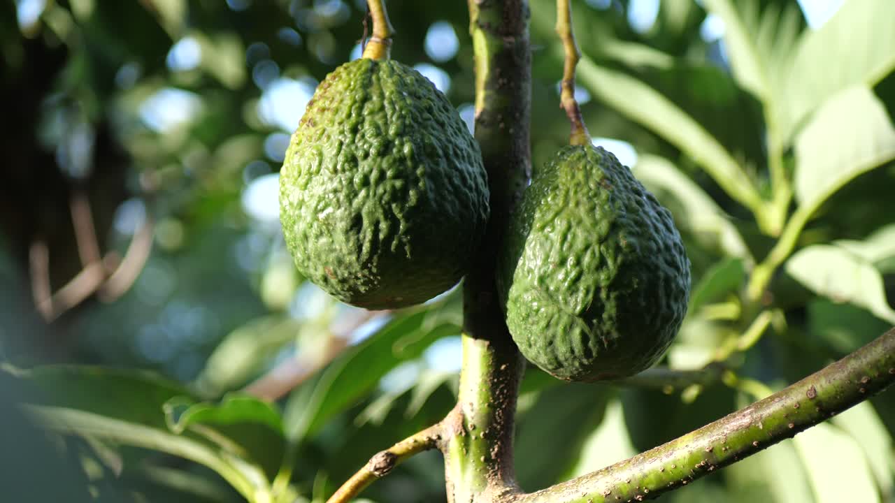 dos aguacates crecen en el árbol | agricultura ganadería creciente alimentos