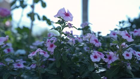 Schöne-Blumen-In-Einem-Stadtgarten-An-Einem-Hellen-Sommertag