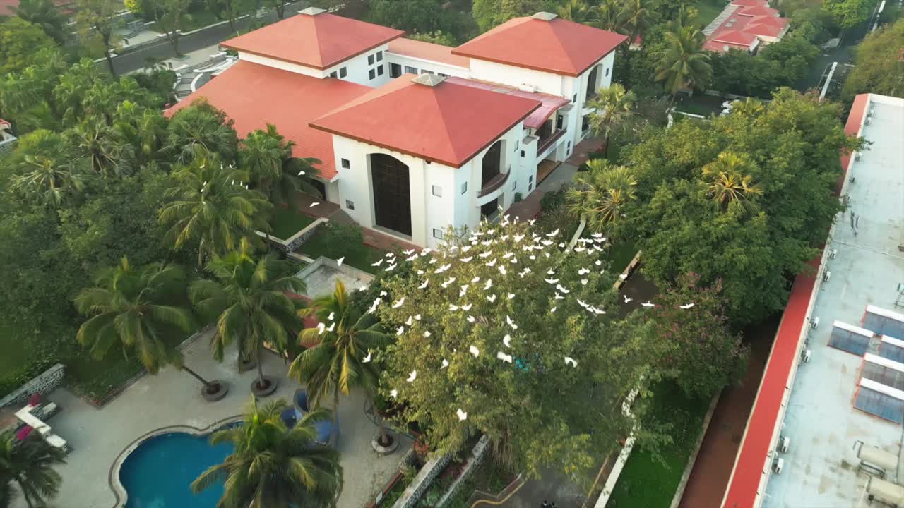 Aerial view of a resort with red roofs, a swimming pool, and a flock of white birds flying over trees.