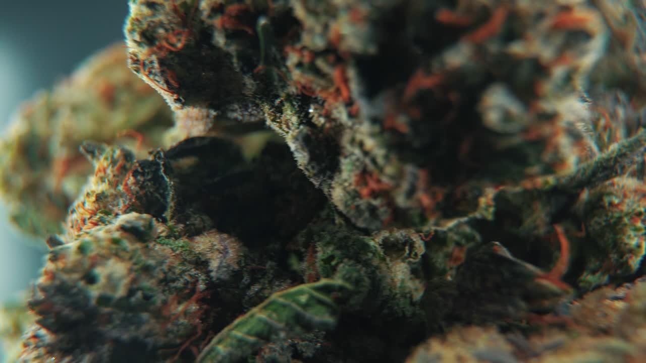 A macro cinematic epic shot of a cannabis plant, orange hybrid strains, Indica and sativa, green marijuana flower in a Lab, on a rotating stand, slow motion, 4K, professional studio lighting