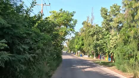 a tranquil drive along a tree-lined suburban street with clear skies and lush greenery.