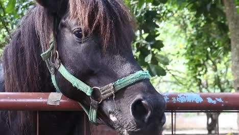 close up head of a black horse in a stable in an animal conservation area