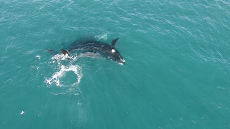 Grupo-Familiar-De-Ballenas-Francas-Australes-Chapoteando-En-La-Superficie-Del-Océano,-Antena