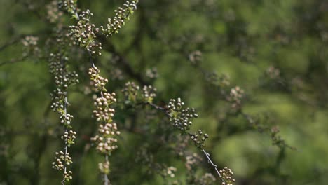 Ramas-Cubiertas-De-Pequeños-Capullos-De-Flores,-Foco-De-Extracción