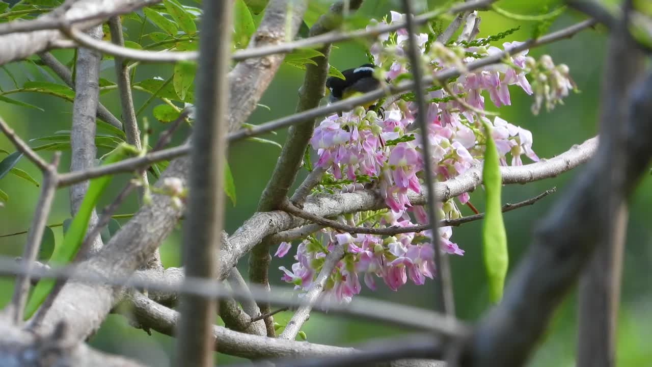 bananaquit posado en el árbol bebiendo néctar de las flores rosas