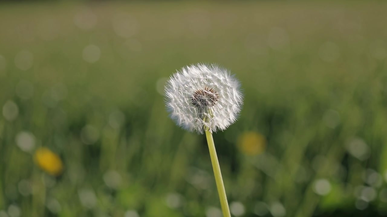 White Dandelion Seed Head in a Green Meadow