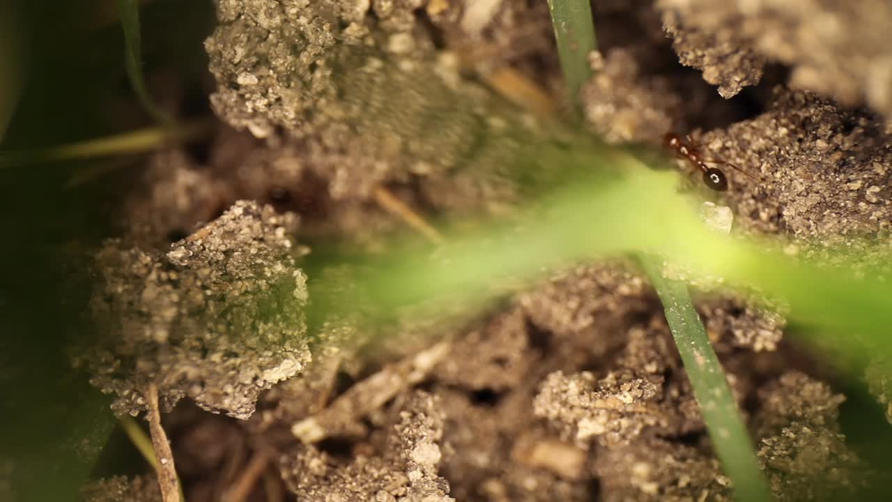 Top down static shot of a disturbed fire ant mound, grass sticking out of the dirt. Many ants running around through broken dirt. Using a wide angle macro probe lens, getting unique perspectives.
