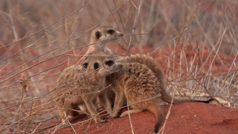 meerkats huddled together to groom each other