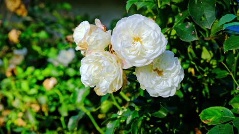 white roses in garden, close up, closeup macro view, green background