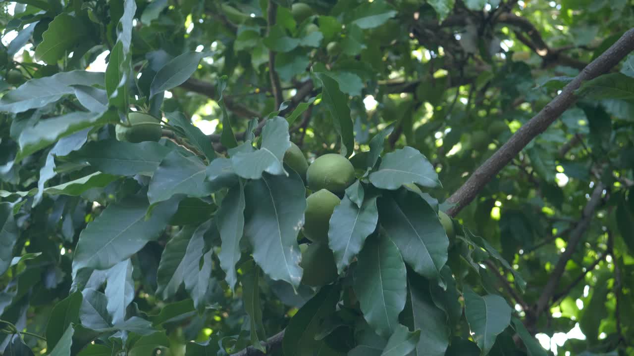 frutas de aguacate aún no listas en el árbol, cubiertas de hojas verdes