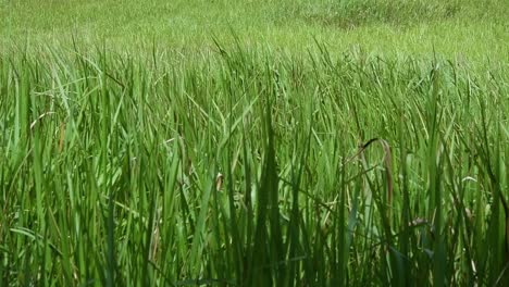 A-perennial-grass-native-to-tropical-and-subtropical-Asia-and-also-introduced-to-several-countries