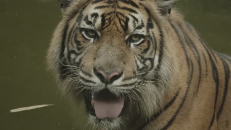 beautiful tiger relaxing in cold water after a hunt