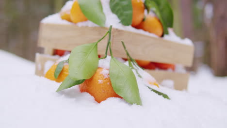 mandarin oranges in a wooden crate covered in snow