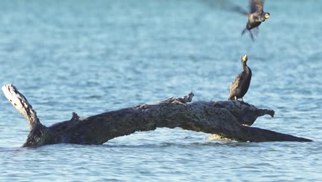 cormorants resting on beach log and flying off