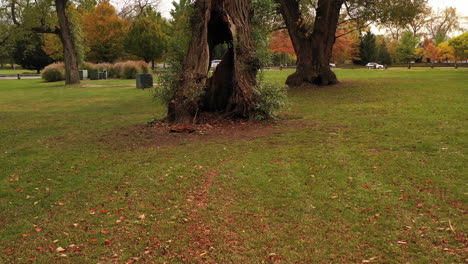 low altitude dolly out from an old tree with a hole in the trunk, back over empty wooden picnic tables - garbage containers