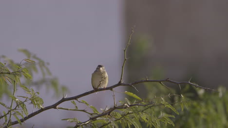 a female village indigobird perched on a branch in a rural village setting, enjoying the peaceful atmosphere