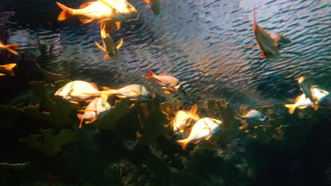 peces en el mar, paisaje submarino, paisaje marino tropical