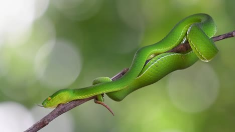 la cabeza extendida hacia abajo mientras se mueve y muestra su lengua probando el aire a su alrededor, la víbora de labios blancos trimeresurus albolabris, tailandia