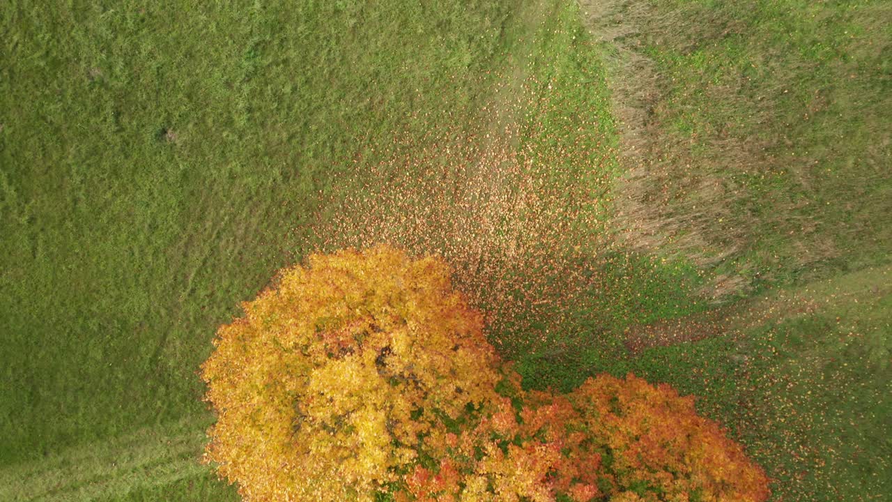 공중:가을에 교차로 근처에서 황금빛 잎이 떨어지는 나무의 하향식 샷