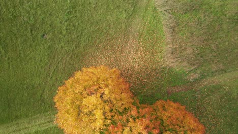 aerial: top down shot of trees with falling golden leaves in autumn near cross road