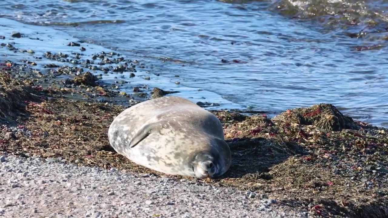 A plump Weddell seal rests motionless on a rocky Antarctic shore, surrounded by seaweed and gentle blue waves under bright natural daylight in a tranquil, wide angle shot.