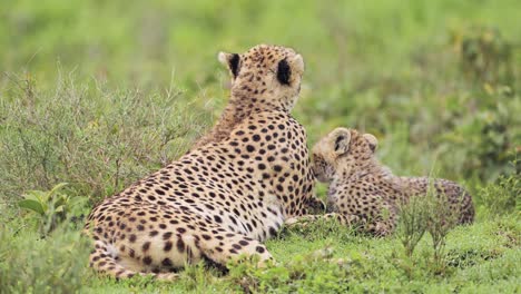 Cheetah-Family-of-Cubs-and-Mother-in-Africa-in-Serengeti-National-Park-in-Tanzania,-Cheetahs-in-the-Plains-on-African-Wildlife-Safari-Animals-Game-Drive