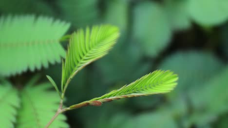 slow motion of mimosa pudica withers after being touched by hands