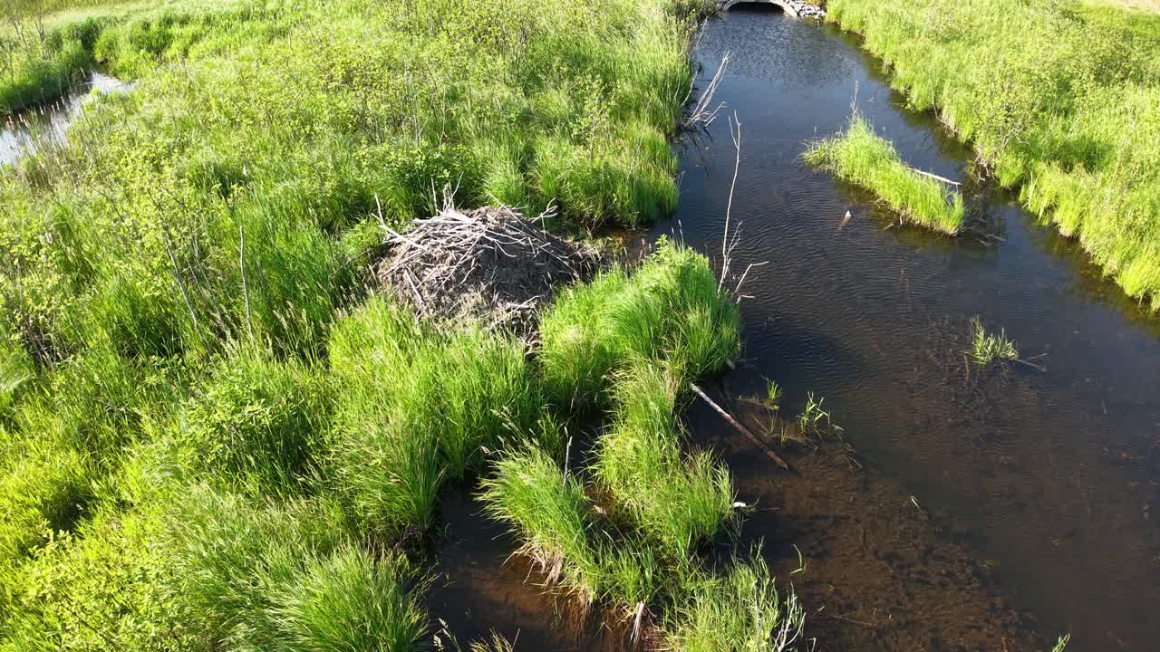 Aerial view of lush green wetland with beaver lodge surrounded by calm reflective water and dense vegetation
