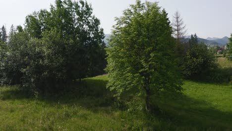 drone forest low flying up onto village in cyrhla