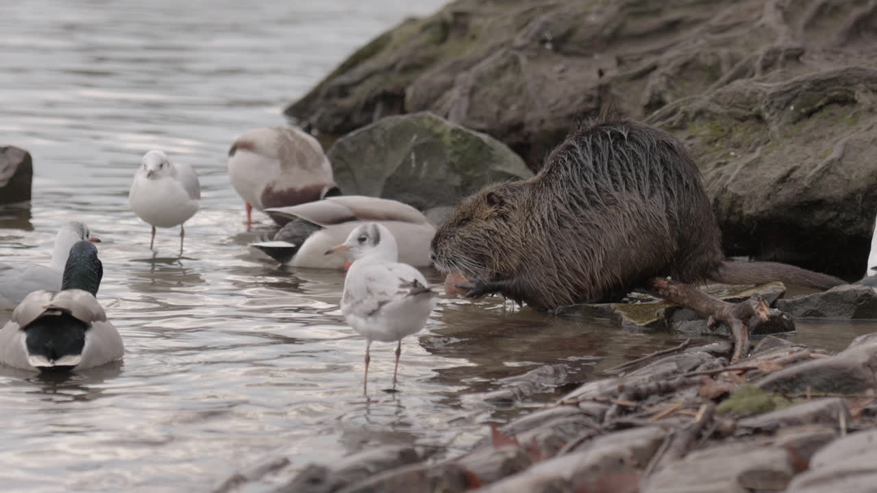 강바닥, 오리, 갈매기 및 nutria coypu 쥐에 프라하 야생 동물