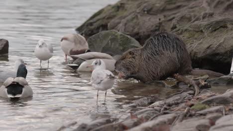 Fauna-De-Praga-En-El-Lecho-Del-Río,-Patos,-Gaviotas-Y-Nutria-Coypu-Rat