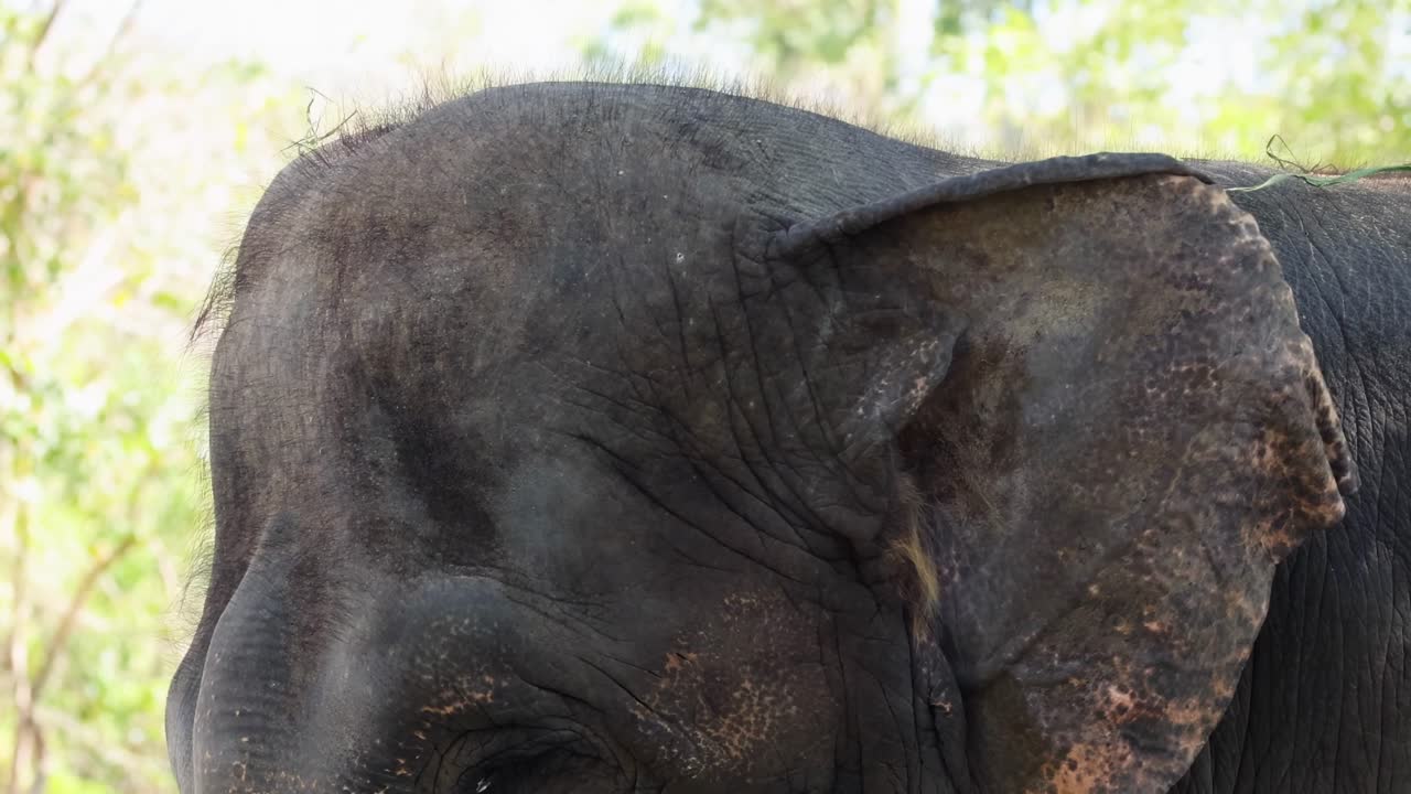 un elefante pastando en el zoológico de chonburi, tailandia